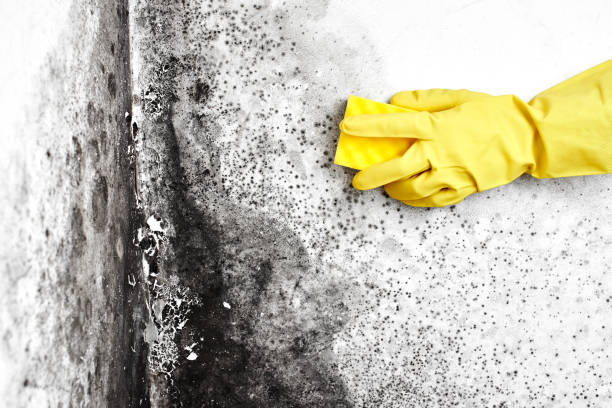 Best Residential Mold Inspection & Testing  in Butler, OH