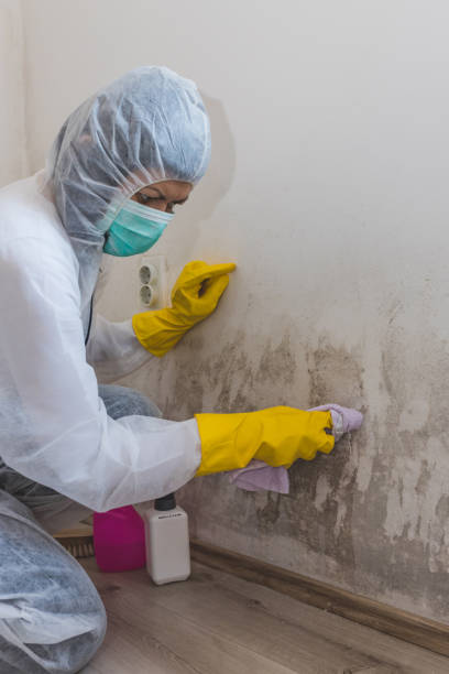 Best Mold Remediation for Rental Properties  in Butler, OH